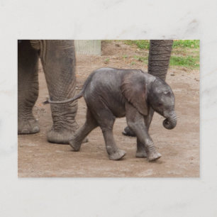 Baby Elephant Postkarte