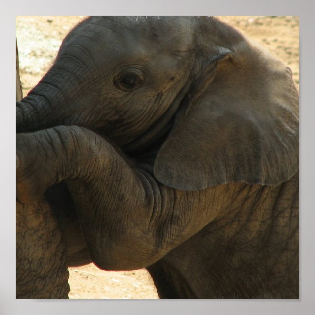 Baby Elephant Print Poster (Vorne)
