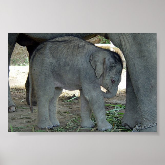 Baby Elephant Print Poster (Vorne)