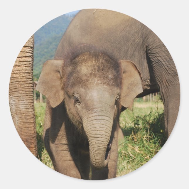 Baby Elephant Runder Aufkleber (Vorderseite)