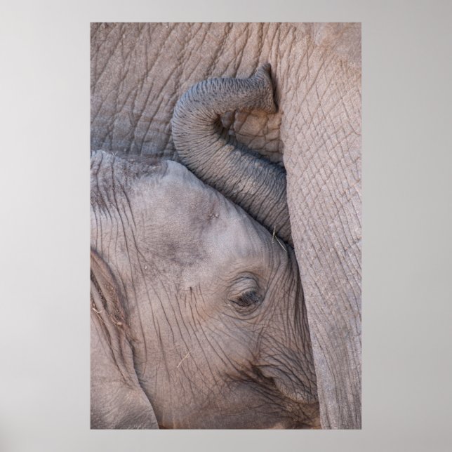 Baby Elephant Snuggles Poster (Vorne)