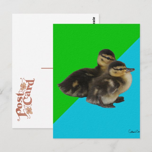 Baby Enten auf Grass Green und Sky Blue Postkarte (Vorne/Hinten)