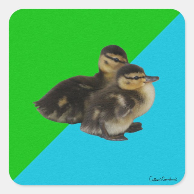 Baby Enten auf Grass Green und Sky Blue Quadratischer Aufkleber (Vorderseite)