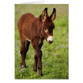 Baby-Esel in den blauen Mützen
