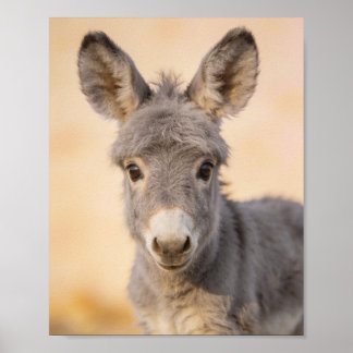 Baby-Esel-Porträt – Landhaus-Kinderzimmer-Kunst Poster