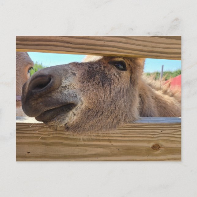 Baby Esel Postkarte (Vorderseite)