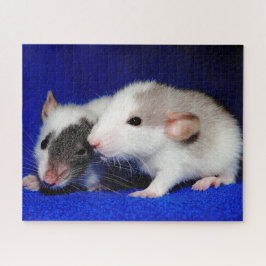 Baby Extravagant Pet Ratten