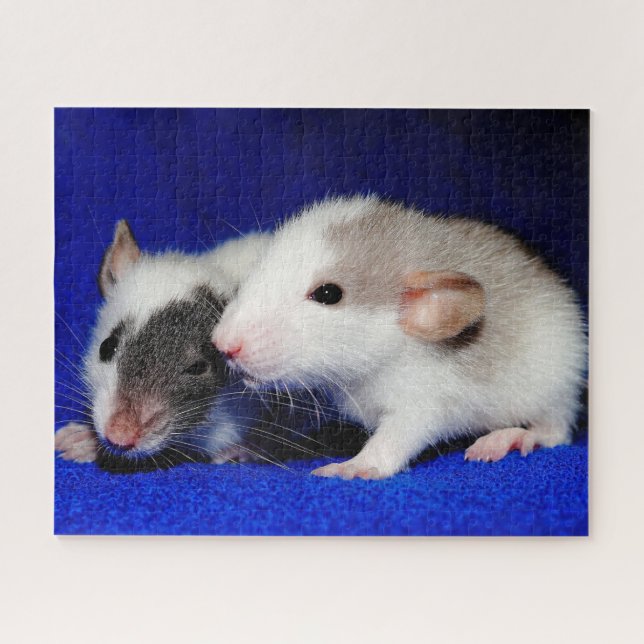 Baby Extravagant Pet Ratten (Horizontal)