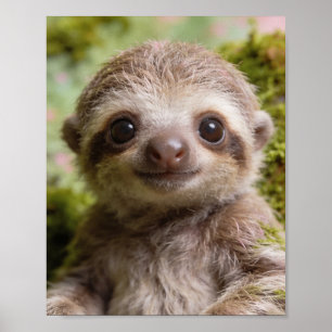 Baby-Faultier-Porträt für das Kinderzimmer Poster