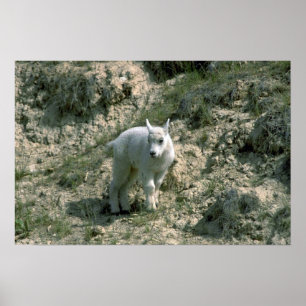 Baby-felsiger Gebirgsziege Poster