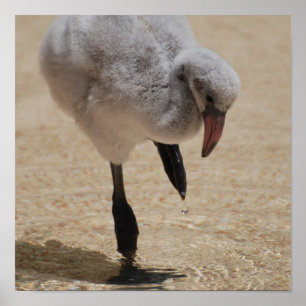 Baby-Flamingo-Plakat Poster