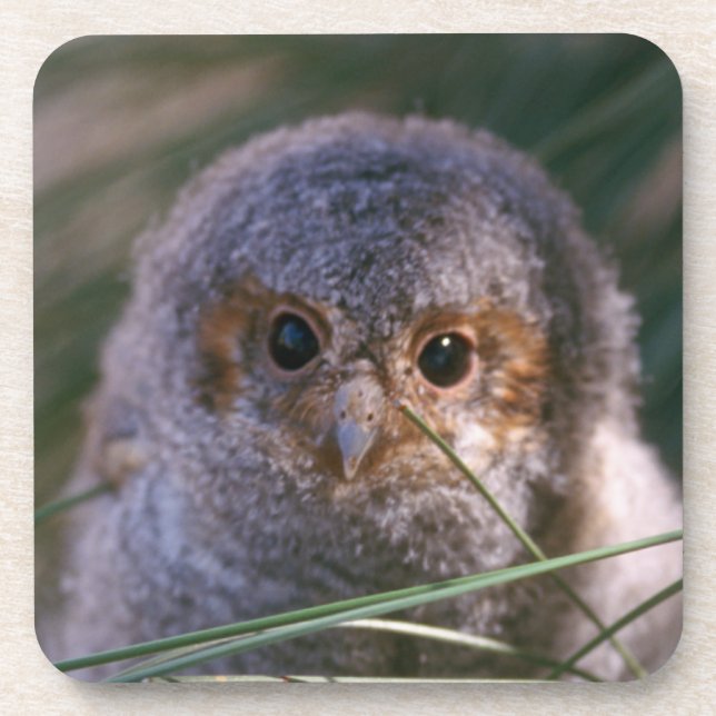 Baby Flammulated Owl Getränkeuntersetzer (Vorderseite)