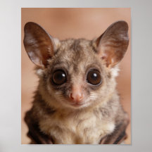 Baby-Fledermaus-Kinderzimmer-Wandkunst-Druck