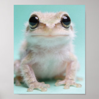Baby-Frosch-Porträt – Teich-Nursery-Wandbild Poster