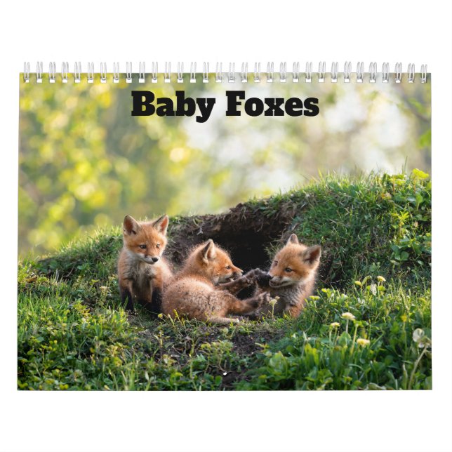 Baby Füchse 2027 Kalender (Titelbild)