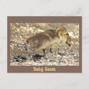 Baby-Gänse-Foto-Postkarte Postkarte