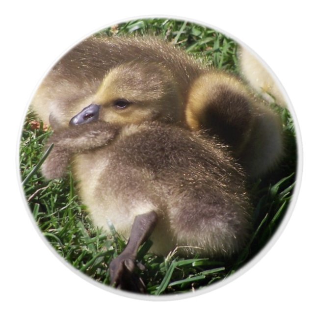 Baby-Gänsegoslings-Vogel-Tier-Tier-Griff Keramikknauf (Vorderseite)