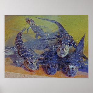 Baby Gators Poster