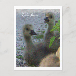 Baby Geese Foto Postcard Postkarte