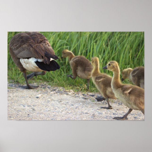 Baby Geese Poster (Vorne)