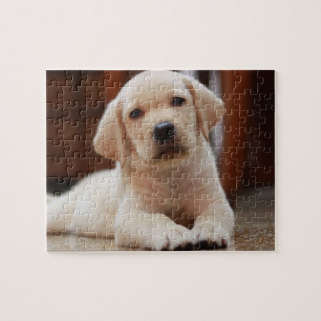 Baby-gelbes Labrador-Hündchen, das auf Bauch legt (Horizontal)