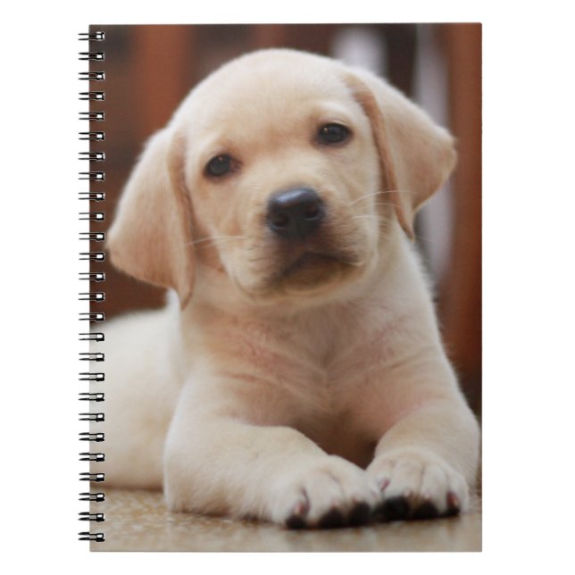 Baby-gelbes Labrador-Hündchen, das auf Bauch legt Notizblock (Vorderseite)