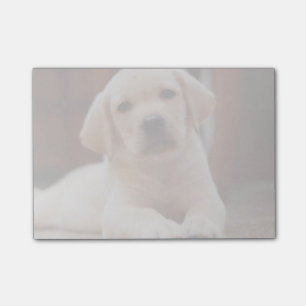 Baby-gelbes Labrador-Hündchen, das auf Bauch legt Post-it Klebezettel