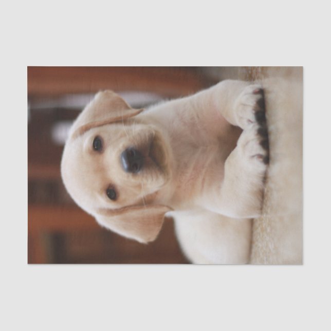 Baby-gelbes Labrador-Hündchen, das auf Bauch legt Seidenpapier (Vorderseite)