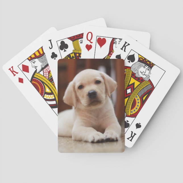 Baby-gelbes Labrador-Hündchen, das auf Bauch legt Spielkarten (Rückseite)