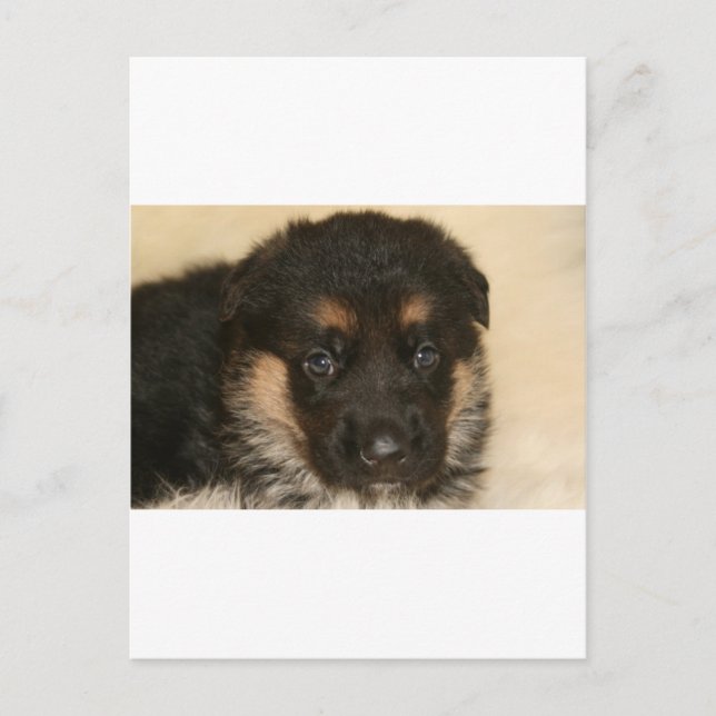 Baby German Shepherd Puppy "Khloe" Postkarte (Vorderseite)