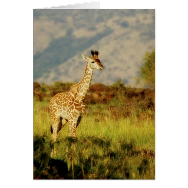 Baby-Giraffe (Vorne)