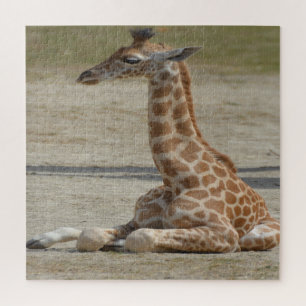 Baby Giraffe