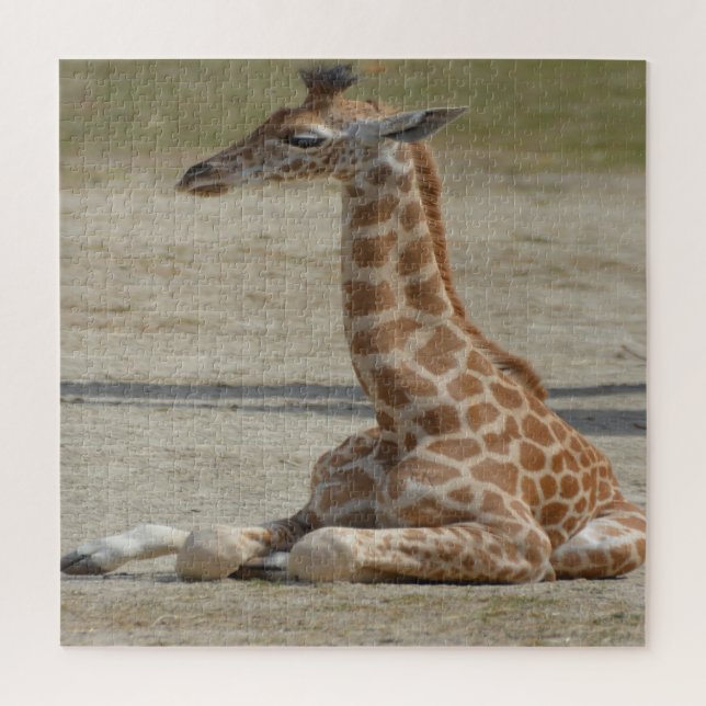 Baby Giraffe (Vertikal)