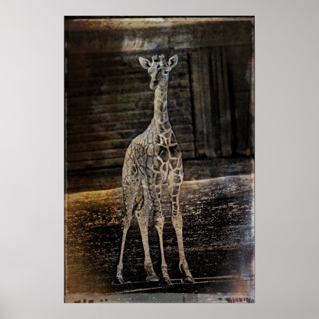 Baby Giraffe Poster (Vorne)