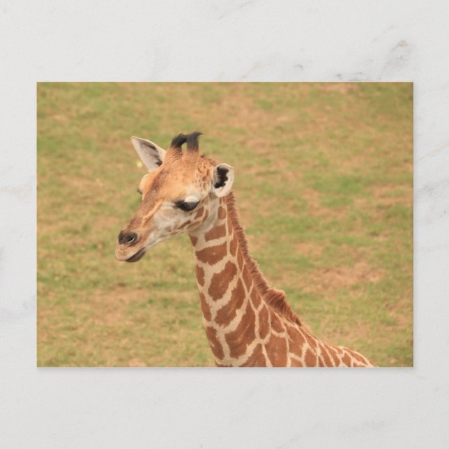 Baby Giraffe Postkarte (Vorderseite)