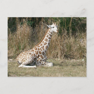Baby Giraffe Postkarte