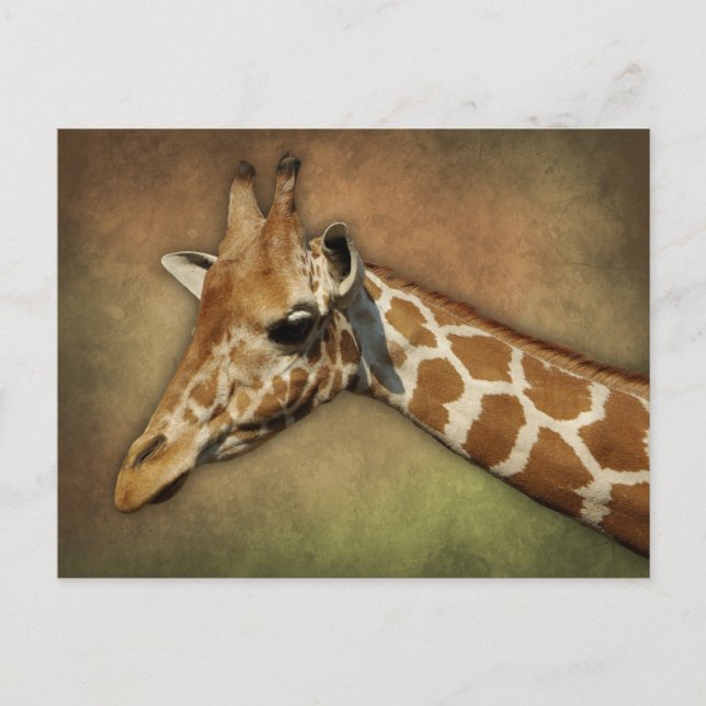 Baby Giraffe Postkarte (Vorderseite)