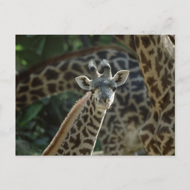 Baby Giraffe Postkarte (Vorderseite)