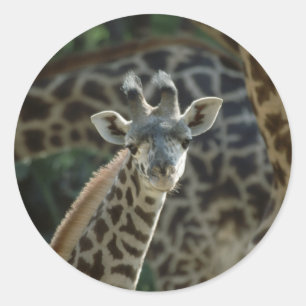 Baby Giraffe Runder Aufkleber