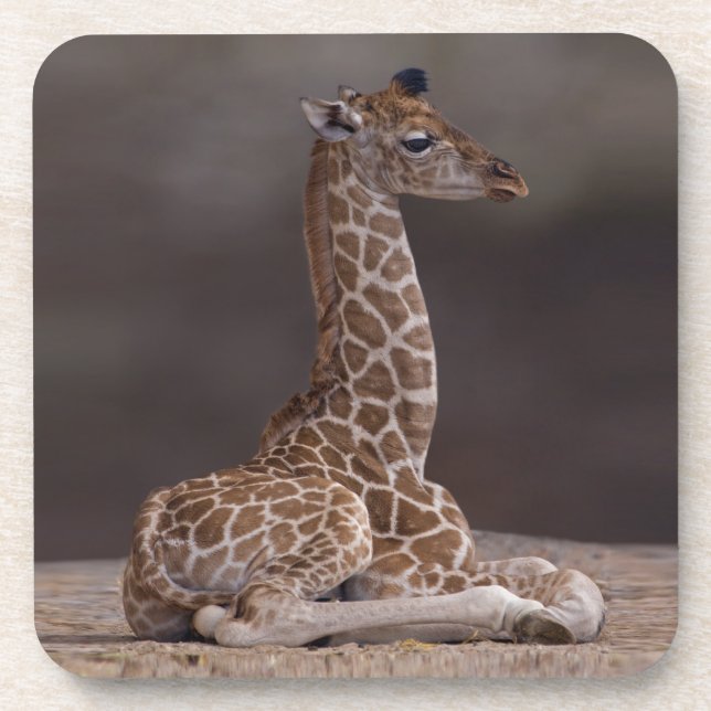 Baby Giraffe Set of 6 Coasters Getränkeuntersetzer (Vorderseite)