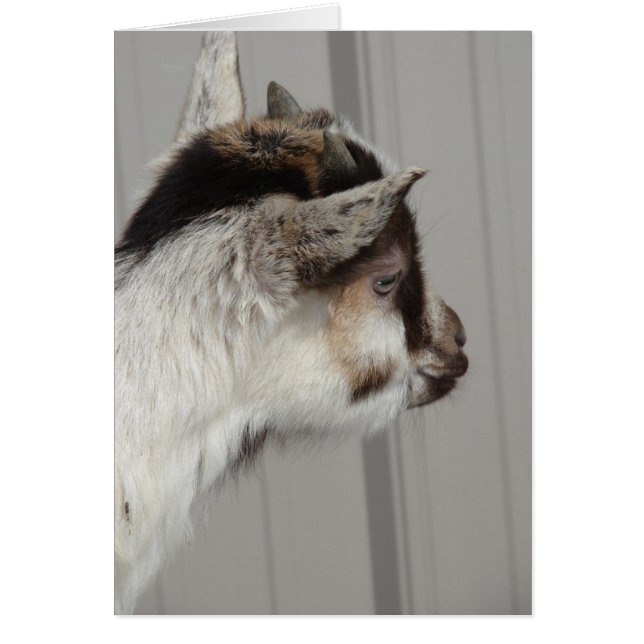 Baby Goat (Vorne)