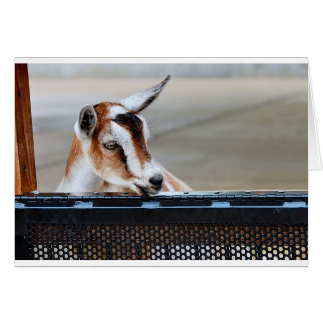Baby Goat (Vorderseite (Horizontal))