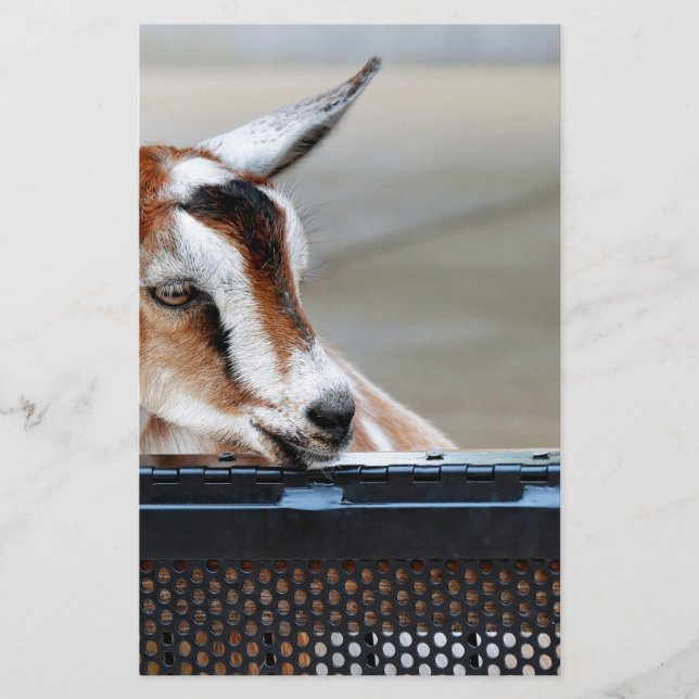 Baby Goat Briefpapier (Vorderseite)
