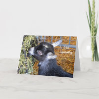 Baby Goat Hay Beileid