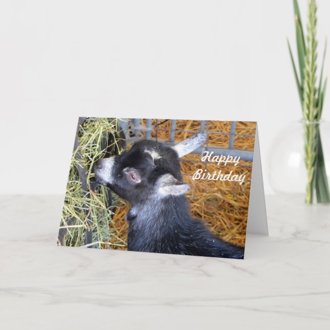 Baby Goat Hay Birthday Karte (Vorderseite)