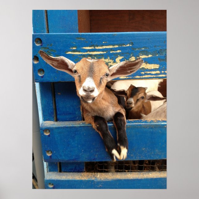 Baby Goat Poster (Vorne)