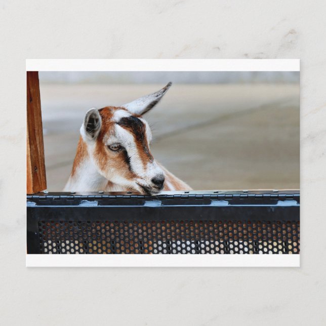 Baby Goat Postkarte (Vorderseite)