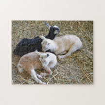 Baby Goats Sleeping
