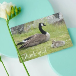 Baby Goose Foto Baby Shooter Dankeskarte