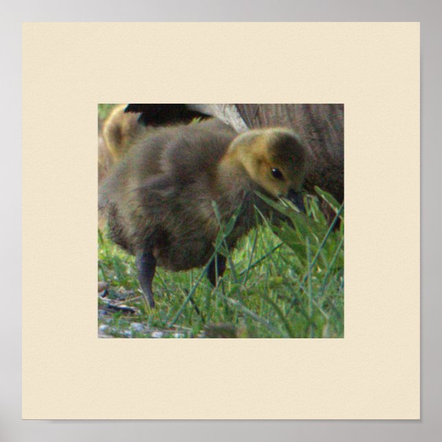 Baby Goose Foto Poster (Vorne)